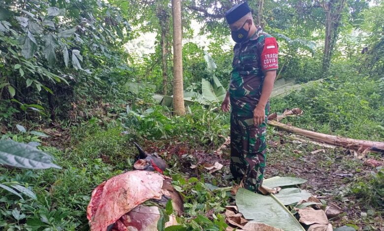 Motif Baru di Bone! Pencuri Sapi dengan Cara Menguliti Ditempat