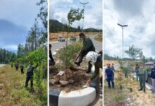 Hijaukan Toraja, 5 Ribu Pohon Ditanam di Kawasan Bandara Buntu Kunik