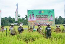 Panen Perdana Program IP400, Bupati Bone Sebut Pertanian Tetap Tumbuh Selama Pandemi