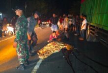 Korban Tabrak Lari, Seorang Wanita Pengendara Sepeda Motor di Bone Tewas di TKP