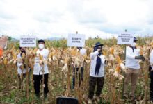 Penerapan Tekonologi Pertanian, Kamsina Harap Produksi Jagung di Gowa Semakin Meningkat