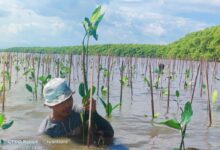 Pemprov Sulsel melalui inas Kelautan dan Perikanan melakukan penanaman bibit Mangrove di Desa Marannu, Kecamatan Lau, Kabupeten Maros.