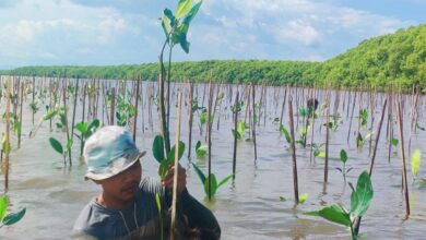 Pemprov Sulsel melalui inas Kelautan dan Perikanan melakukan penanaman bibit Mangrove di Desa Marannu, Kecamatan Lau, Kabupeten Maros.