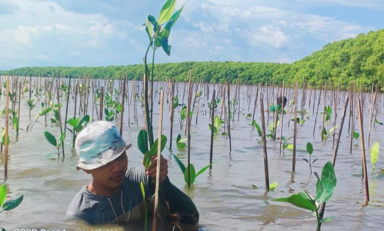 Pemprov Sulsel melalui inas Kelautan dan Perikanan melakukan penanaman bibit Mangrove di Desa Marannu, Kecamatan Lau, Kabupeten Maros.