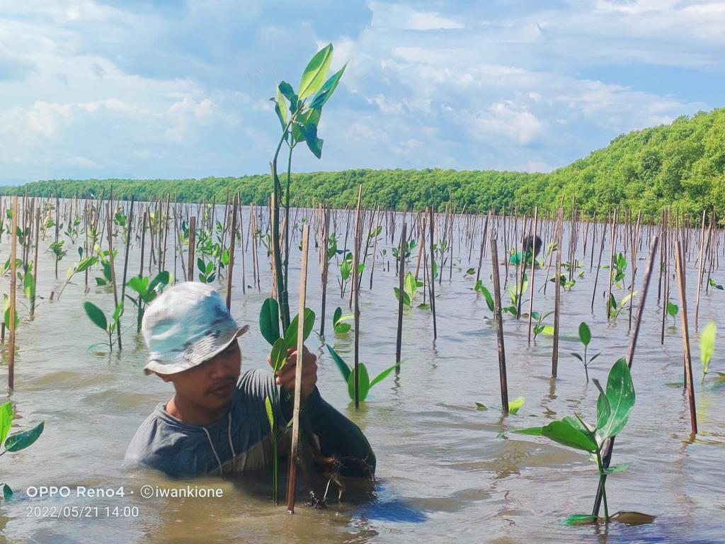 Pemprov Sulsel melalui inas Kelautan dan Perikanan melakukan penanaman bibit Mangrove di Desa Marannu, Kecamatan Lau, Kabupeten Maros.
