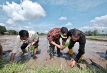 Tingkatkan Hasil Produksi Petani, Pemkab Gowa Garap Budidaya Padi Organik di 6 Desa