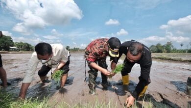 Tingkatkan Hasil Produksi Petani, Pemkab Gowa Garap Budidaya Padi Organik di 6 Desa