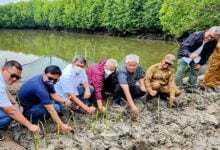 Doni Monardo Dapat Ilmu Baru Menanam Mangrove