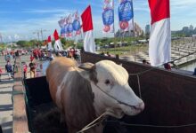 Dapat Sumbangan Sapi 1.4 Ton dari Warga Soppeng, Gubernur Jadikan Hewan Qurban Untuk Fakir Miskin