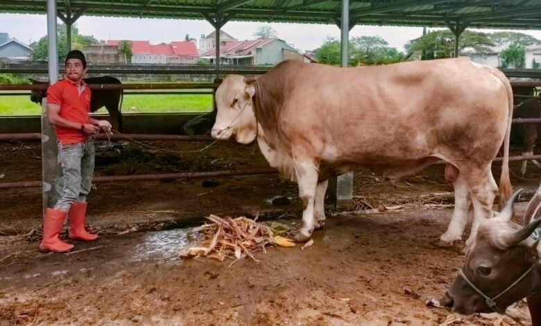 Gubernur Sulsel Andi Sudirman Dapat Sumbangan Sapi Seberat 1.4 ton