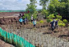 Jaga Kelestarian Kawasan Pesisir, DKP Sulsel Tanam 38 Ribu Batang Mangrove di Bone