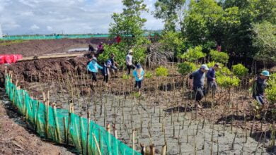 Jaga Kelestarian Kawasan Pesisir, DKP Sulsel Tanam 38 Ribu Batang Mangrove di Bone