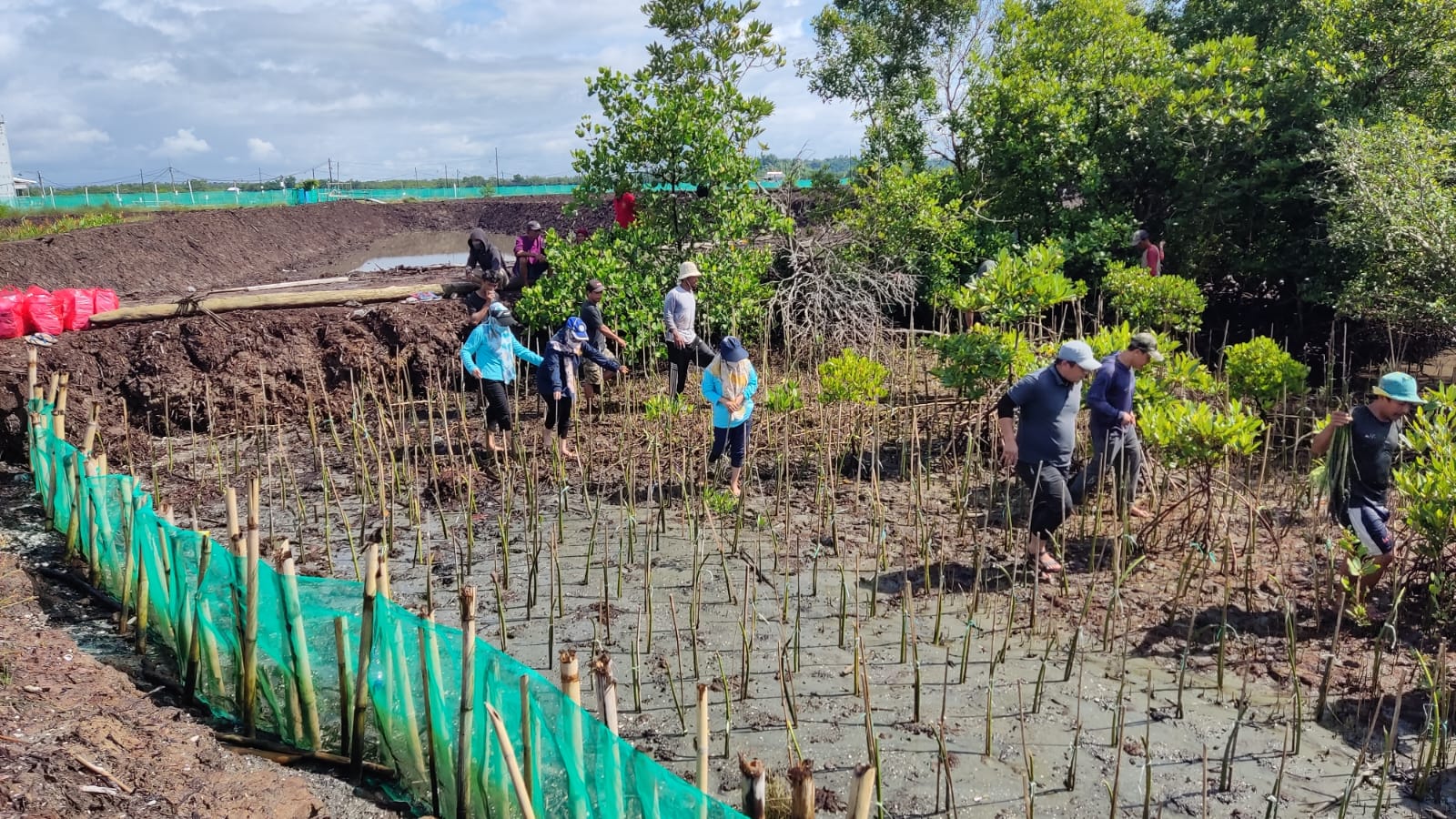 Jaga Kelestarian Kawasan Pesisir, DKP Sulsel Tanam 38 Ribu Batang Mangrove di Bone