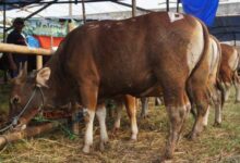 Biro Kesra: Data Sementara OPD Berkurban 16 Ekor Sapi dan 2 Kambing