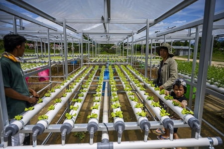 Pertanian Masuk Sekolah Program Gubernur Sulsel, SMA di Kabupaten Pinrang Dibekali Cara Tanam Sayur Hidroponik