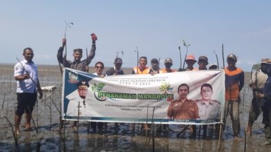 38 Ribu Batang Mangrove Ditanam DKP Sulsel di Lutim