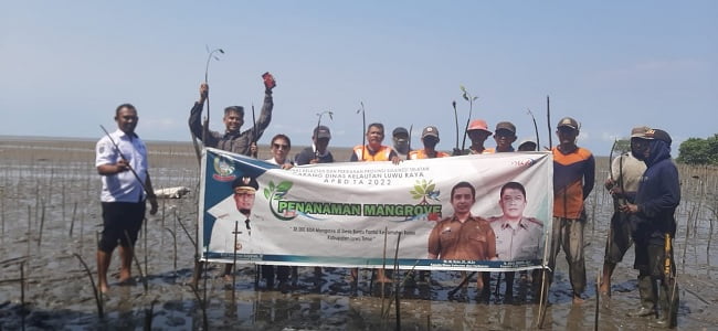 38 Ribu Batang Mangrove Ditanam DKP Sulsel di Lutim