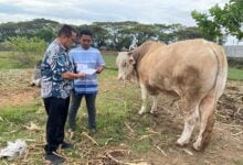 Sapi Seberat 1 ton dari Presiden Dikurbankan di Selayar