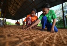 Ampas Kelapa Berharga dari Halmahera