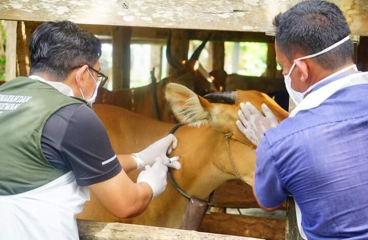 Wabah PMK Menyerang Ratusan Sapi di Bone, 47 Ekor Dipotong Bersyarat