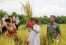 Gubernur Andi Sudirman Bersama Bupati dan Warga Maros Panen Mandiri Benih di Tanralili