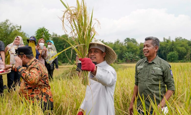 Gubernur Andi Sudirman Bersama Bupati dan Warga Maros Panen Mandiri Benih di Tanralili