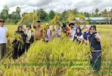 Petani Bone Panen Padi Benih Mandiri, Hasilnya 8 Hingga 10 Ton Per Hektare