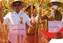 Panen Raya Jagung, Bupati Andi Utta Ajak Pemuda Tidak Gengsi Bertani