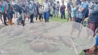 Tim Pemburu Basmi 31 Ekor Hama Babi di Desa Bontobarua