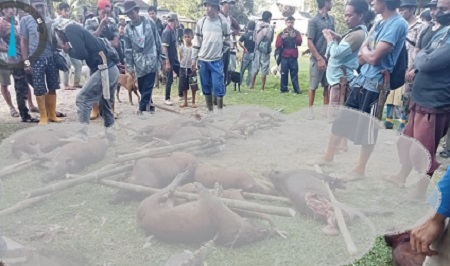 Tim Pemburu Basmi 31 Ekor Hama Babi di Desa Bontobarua