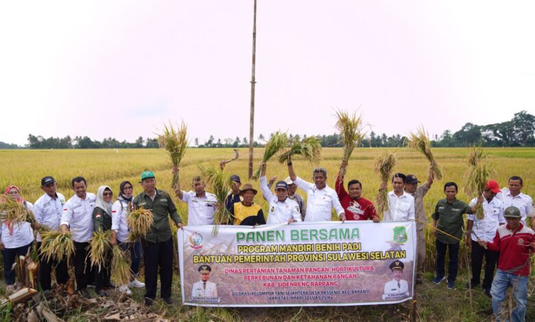 Petani di Sidrap Akui Produksinya Meningkat Berkat Mandiri Benih Padi Bantuan Gubernur