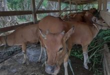 Temuan BPK, Sapi Bantuan Pemerintah Dijual Kelompok Ternak di Bone