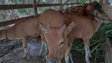 Temuan BPK, Sapi Bantuan Pemerintah Dijual Kelompok Ternak di Bone
