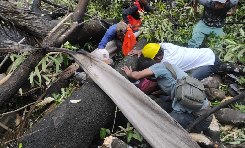 Pohon Tumbang di Depan PN Makassar Timpa Dua Pekerja