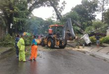 Pohon di Halaman Rumah Aksa Mahmud Tumbang Timpa Dua Mobil