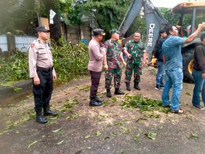 Pohon di Halaman Rumah Aksa Mahmud Tumbang Timpa Dua Mobil
