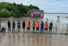 Memperingati HUT ke-51, Basarnas Sulsel Tanam 501 Bibit Mangrove di Pesisir Untia