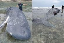 Ikan Paus Terdampar di Pesisir Pantai Talang Batu Banggai dalam Kondisi Mati