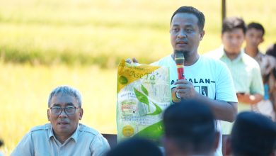 Meningkat Signifikan, Gubernur Andi Sudirman Panen Mandiri Benih di Desa Palakka