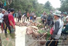 Perburuan Babi di Tanah Lemo Bontobahari Basmi 25 Ekor