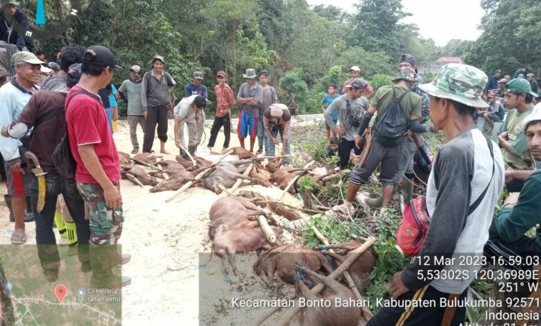 Perburuan Babi di Tanah Lemo Bontobahari Basmi 25 Ekor