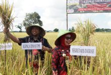 Kabupaten Gowa Ikuti program Panen Padi Nusantara 1 Juta Hektare (Ha) yang digagas Kementerian Pertanian (Kementan) RI.