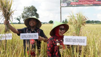 Kabupaten Gowa Ikuti program Panen Padi Nusantara 1 Juta Hektare (Ha) yang digagas Kementerian Pertanian (Kementan) RI.