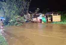 Pohon tumbang jalan poros Malili lantaran meluapnya sungai Mallaulu di Desa Ussu, Kecamatan Malili, Luwu Timur, Sabtu 01 April 2023, pada pukul 23.00 malam.