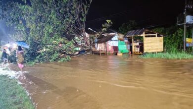 Pohon tumbang jalan poros Malili lantaran meluapnya sungai Mallaulu di Desa Ussu, Kecamatan Malili, Luwu Timur, Sabtu 01 April 2023, pada pukul 23.00 malam.
