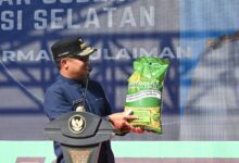 Gubernur Andi Sudirman Lauching Mandiri Benih Tahap 3