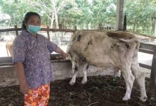 Jelang Idul Qurban, Plt Dirut RPH Ingatkan Masyarakat Waspada Penyakit Sapi