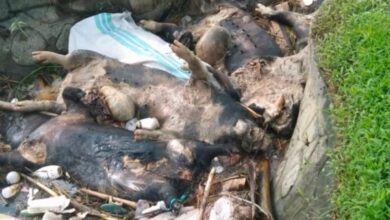 Ribuan ekor Babi mati mendadak secara massal. Kasus kematian hewan ternak masyarakat Luwu Timur, Sulawesi Selatan (Sulsel), kuat dugaan lantaran terpapar virus African Swine Fever (ASF) atau Flu Babi Afrika.