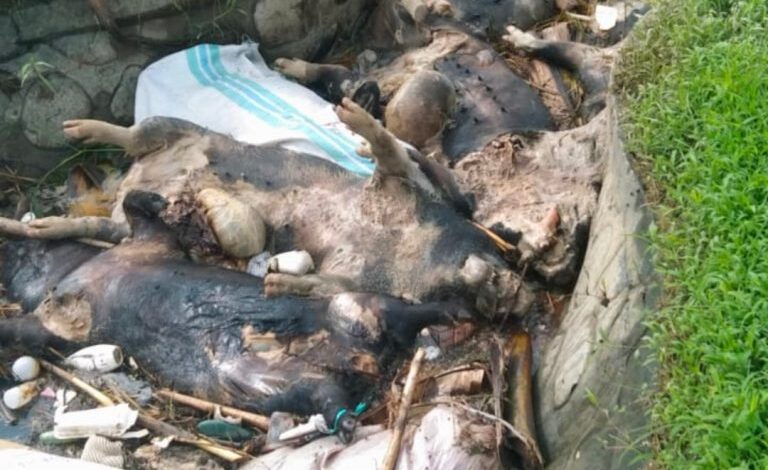 Ribuan ekor Babi mati mendadak secara massal. Kasus kematian hewan ternak masyarakat Luwu Timur, Sulawesi Selatan (Sulsel), kuat dugaan lantaran terpapar virus African Swine Fever (ASF) atau Flu Babi Afrika.
