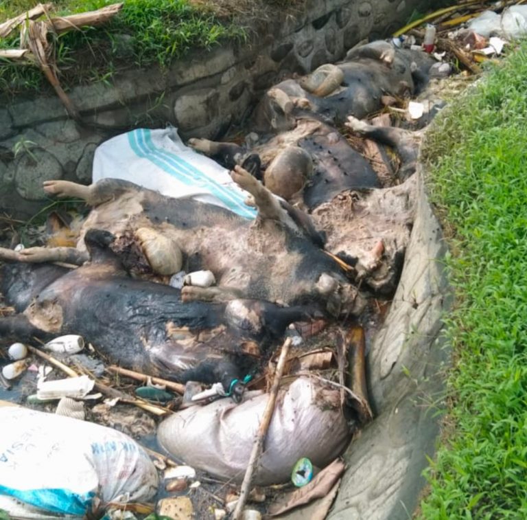 Ribuan ekor Babi mati mendadak secara massal. Kasus kematian hewan ternak masyarakat Luwu Timur, Sulawesi Selatan (Sulsel), kuat dugaan lantaran terpapar virus African Swine Fever (ASF) atau Flu Babi Afrika.